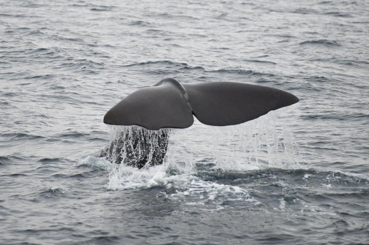 Apt 101 - Andenes Whale Safari Apartments Exterior foto